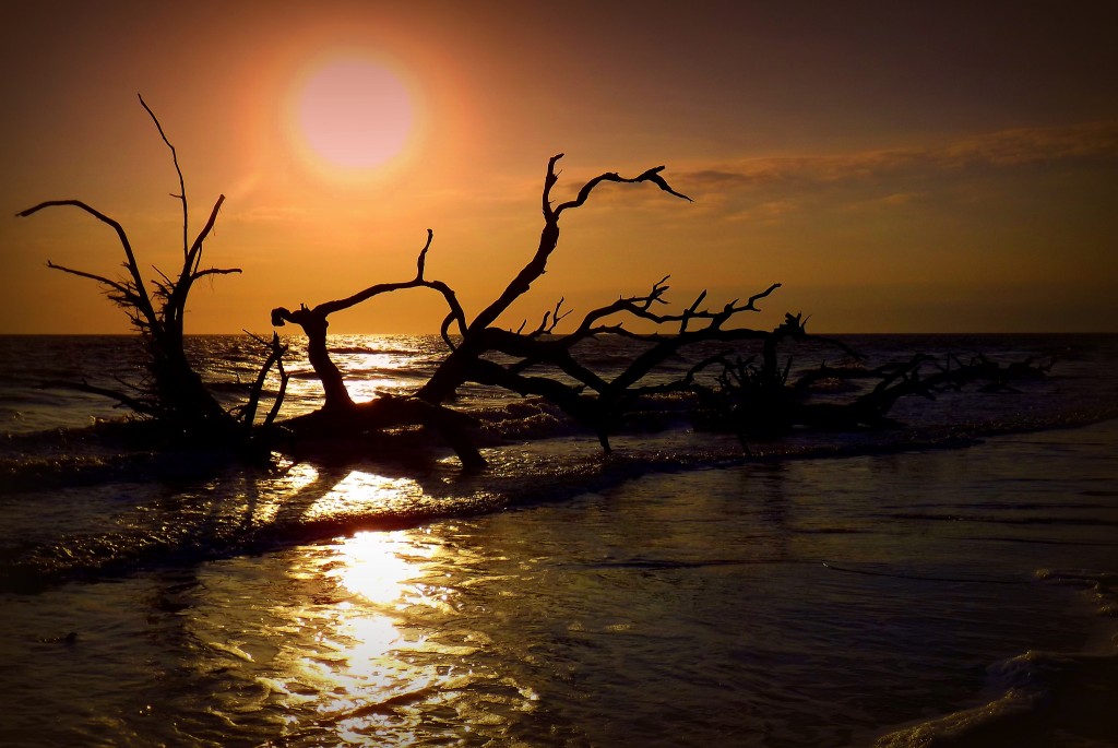 Take in the sunset on Jekyll Island's stunning Driftwood Beach.